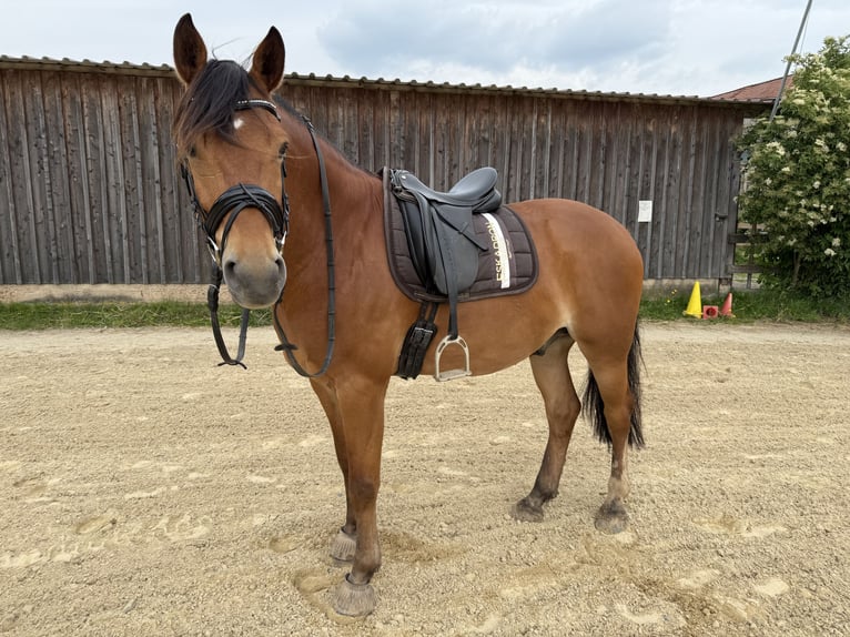 Freiberger Wallach 8 Jahre 160 cm Brauner in Weimar