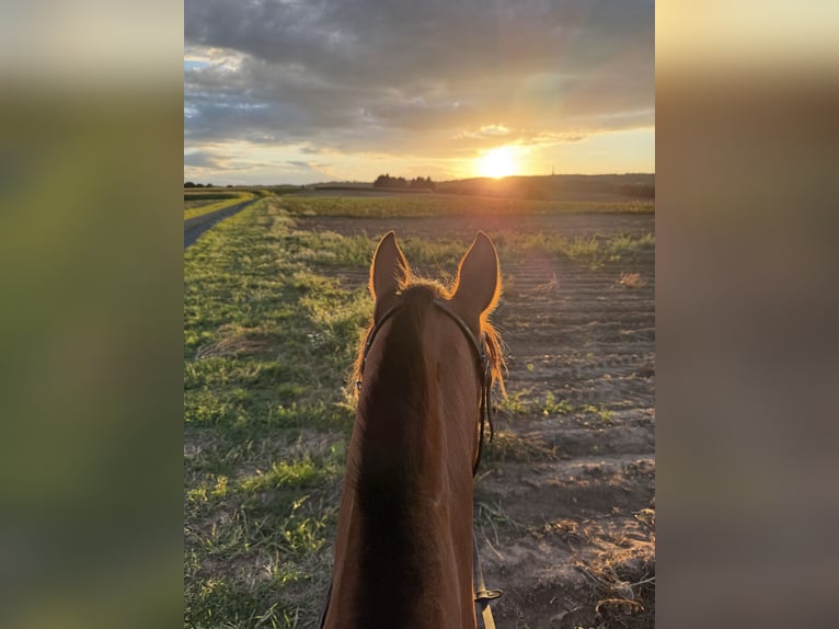 Freiberger Wallach 8 Jahre 160 cm Brauner in Weimar