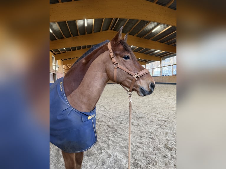 Freiberger Wallach 8 Jahre 160 cm Brauner in Weimar