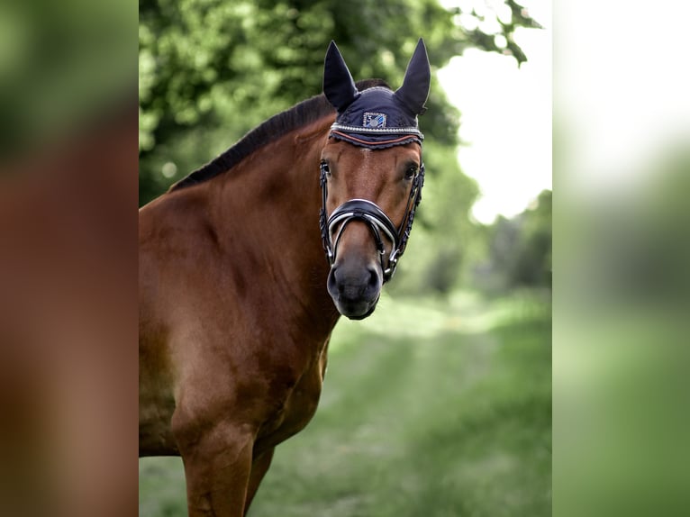 Freiberger Wallach 8 Jahre 160 cm Brauner in Weimar