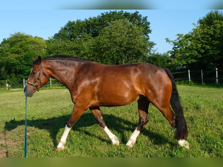 Freiberger Wallach 8 Jahre 162 cm Dunkelbrauner in Handewitt