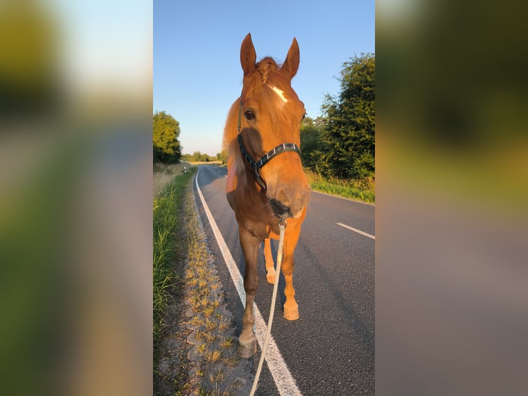 Freiberger Wallach 8 Jahre 162 cm Fuchs in Rosbach vor der H&#xF6;he Ober-Rosbach