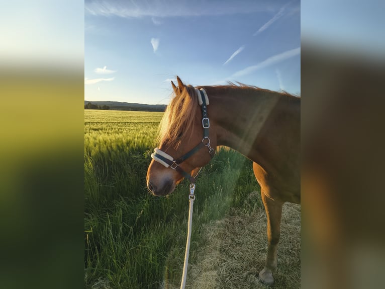 Freiberger Wallach 8 Jahre 162 cm Fuchs in Rosbach vor der H&#xF6;he Ober-Rosbach