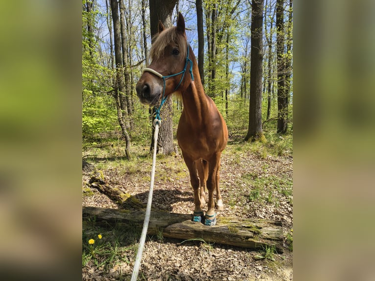 Freiberger Wallach 8 Jahre 162 cm Fuchs in Rosbach vor der H&#xF6;he Ober-Rosbach
