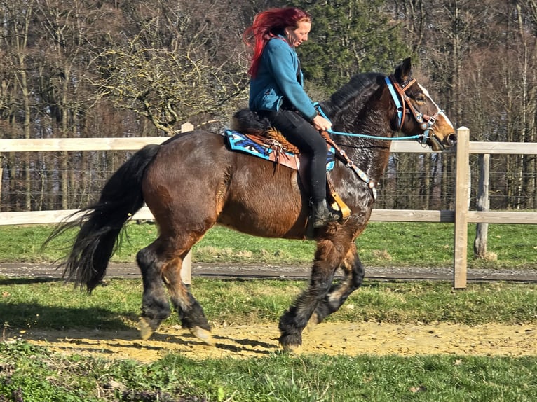 Freiberger Mix Wallach 9 Jahre 157 cm Brauner in Linkenbach