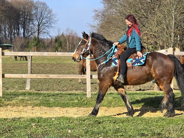 Freiberger Mix Wallach 9 Jahre 157 cm Brauner in Linkenbach