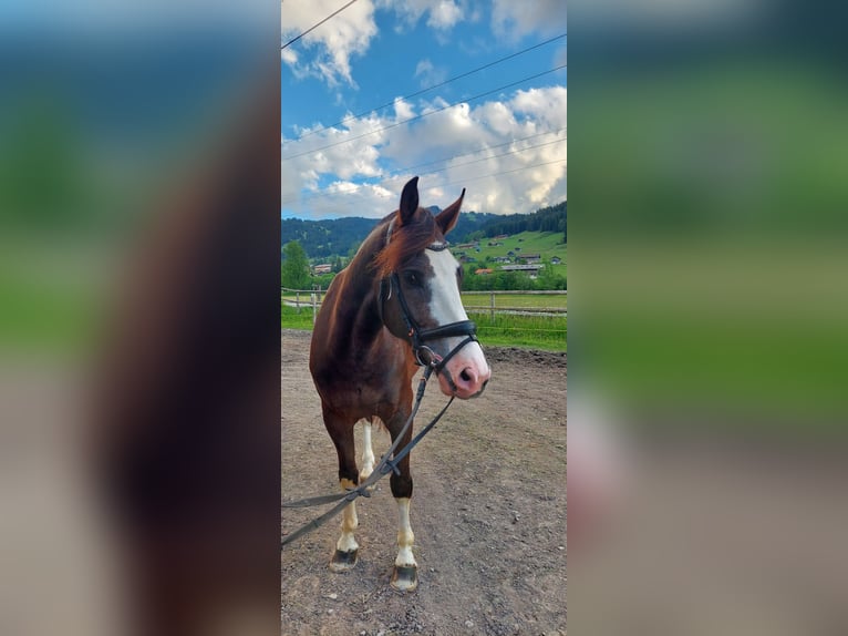 Freiberger Wallach 9 Jahre 158 cm Dunkelfuchs in Lenk im Simmental