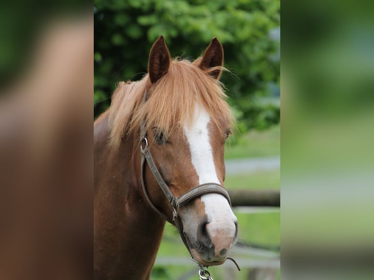 Freiberger Wallach 9 Jahre 163 cm Fuchs in GrevenGreven