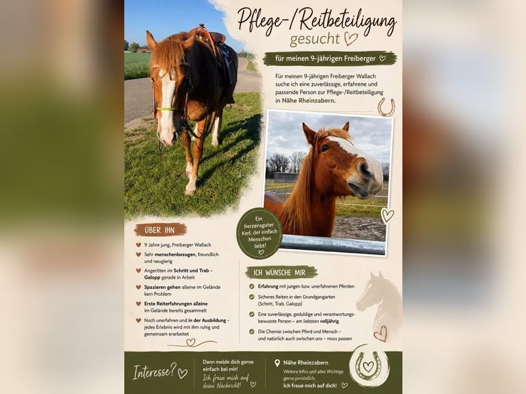 Freiberger Wallach 9 Jahre 165 cm Fuchs in Rheinzabern