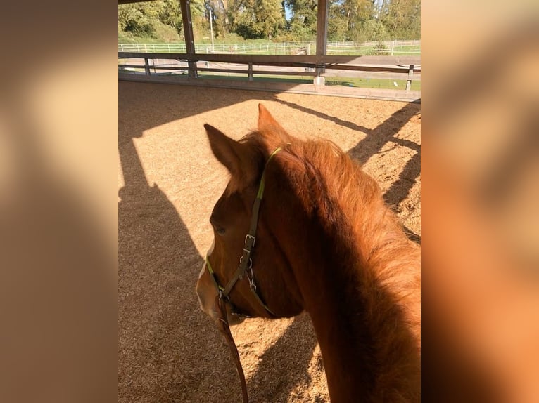 Freiberger Wallach 9 Jahre 165 cm Fuchs in Rheinzabern