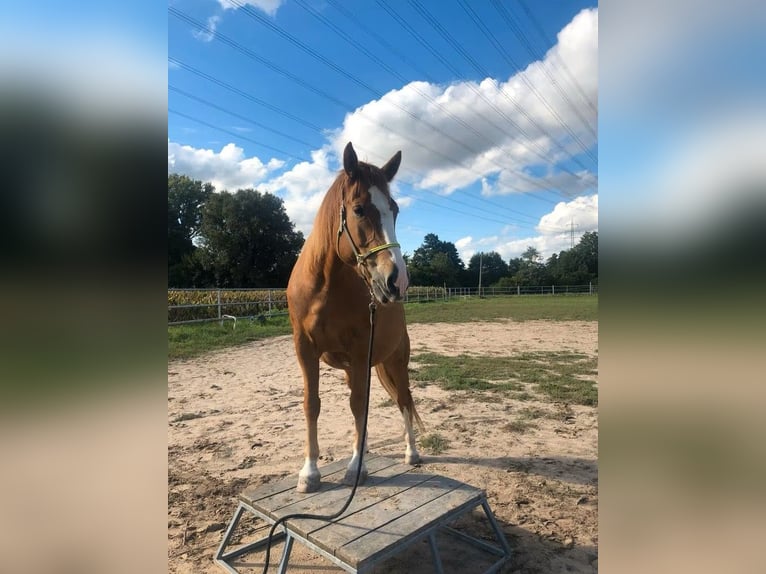 Freiberger Wallach 9 Jahre 165 cm Fuchs in Rheinzabern