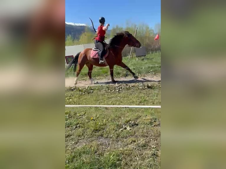 Freiberger Yegua 10 años 155 cm Castaño in Olst