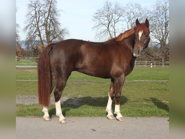 Freiberger Yegua 11 años 155 cm Alazán-tostado in Sch&#xF6;nholzerswilen