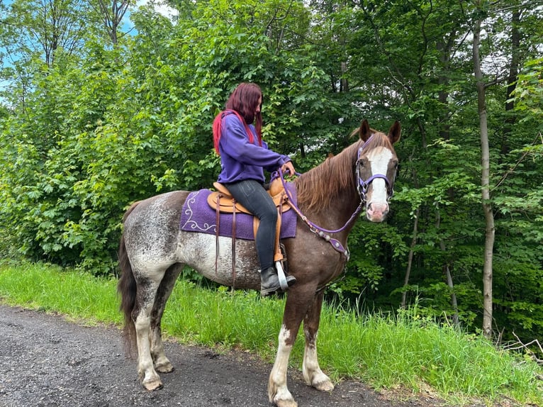 Freiberger Yegua 11 años 159 cm Pío in Linkenbach