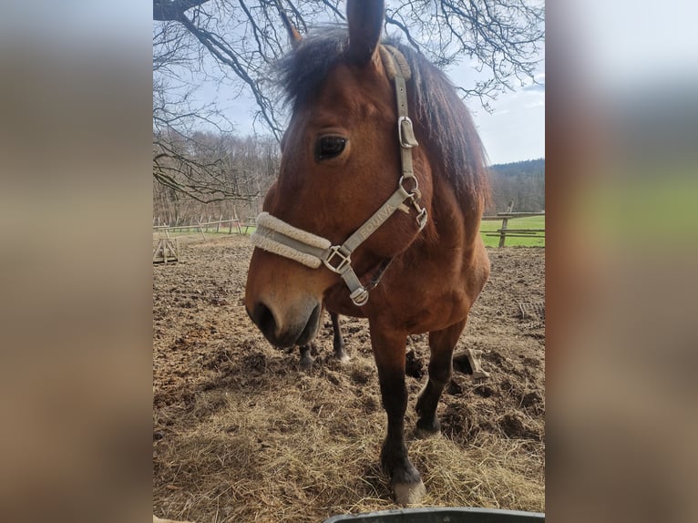 Freiberger Yegua 13 años Castaño in Wöglerin
