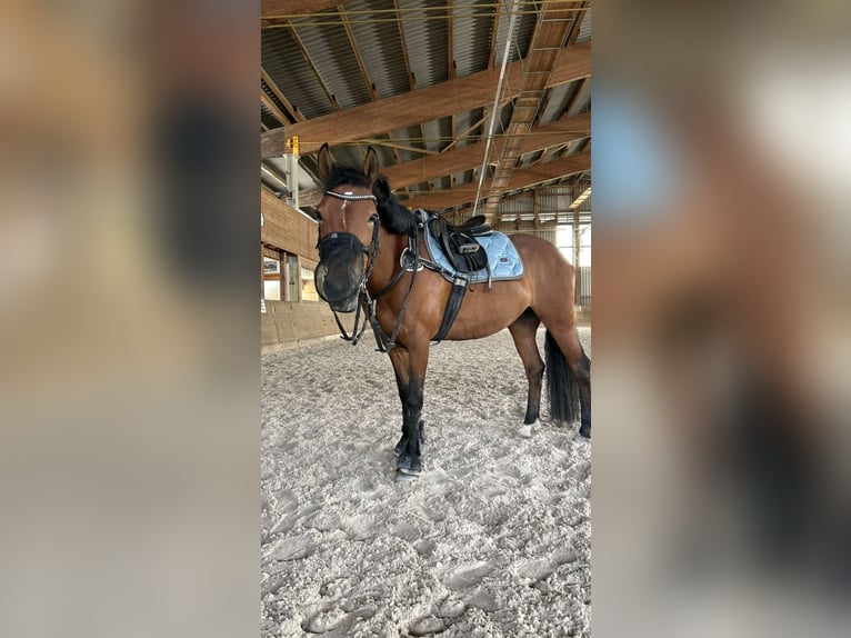 Freiberger Yegua 15 años 140 cm Alazán in Bütschwil