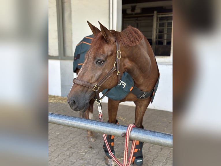 Freiberger Mestizo Yegua 16 años 160 cm Alazán-tostado in Oberding