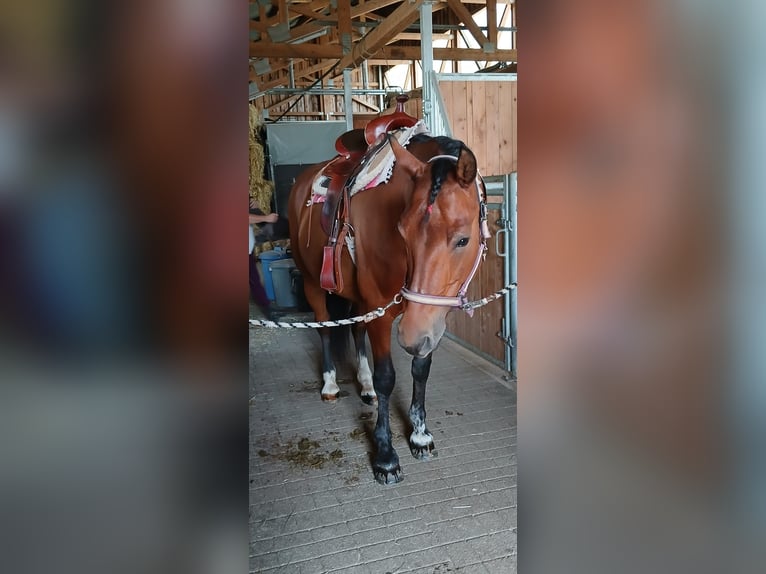 Freiberger Yegua 17 años 157 cm Castaño in Wald