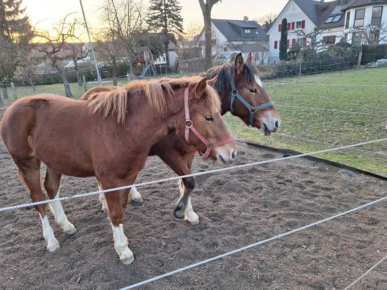 Freiberger Yegua 1 año Alazán in Langenau