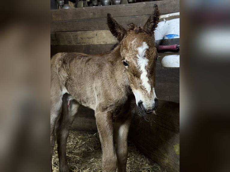 Freiberger Mestizo Yegua 1 año Castaño in Ardez