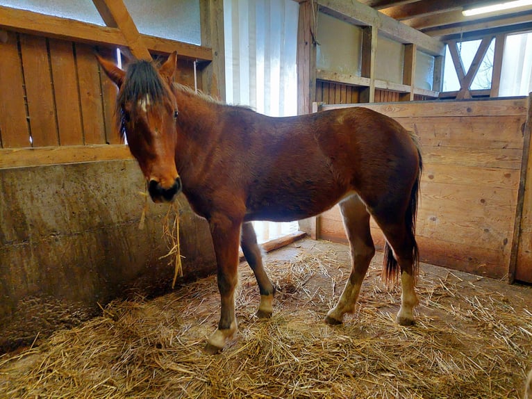Freiberger Yegua 2 años 154 cm in Innerberg