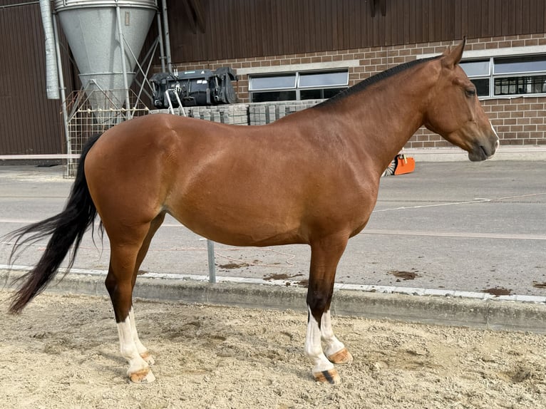 Freiberger Yegua 3 años 152 cm Castaño in Niederbüren