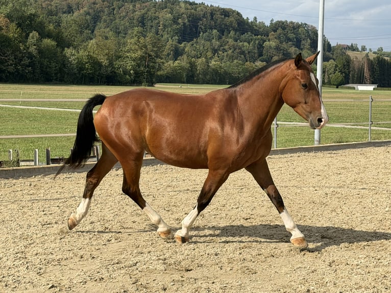 Freiberger Yegua 3 años 152 cm Castaño in Niederbüren