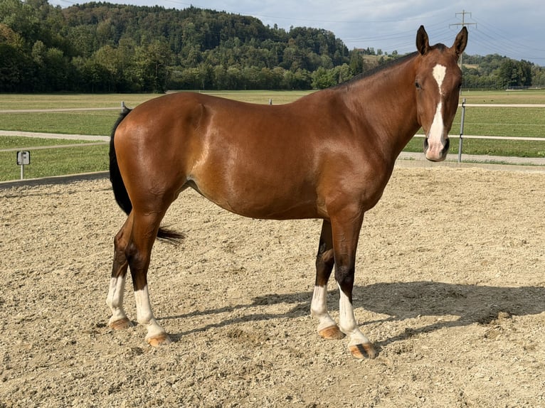 Freiberger Yegua 3 años 152 cm Castaño in Niederbüren