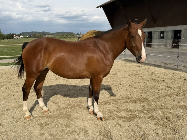 Freiberger Yegua 3 años 152 cm Castaño in Niederbüren