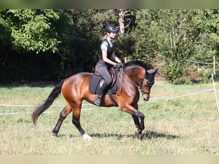 Freiberger Yegua 3 años 153 cm Castaño in Dübendorf