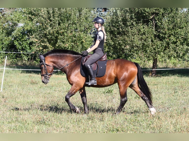 Freiberger Yegua 3 años 153 cm Castaño in Dübendorf