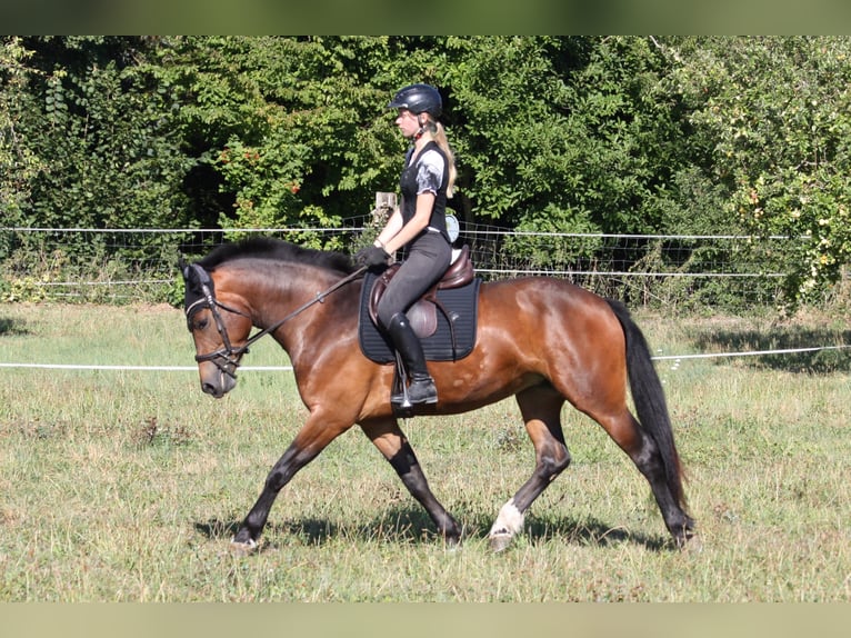 Freiberger Yegua 3 años 153 cm Castaño in Dübendorf