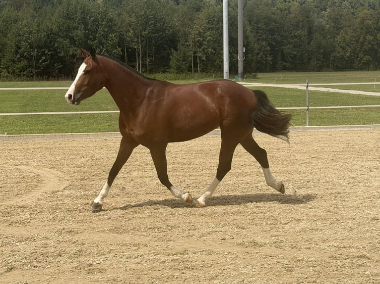 Freiberger Yegua 3 años 153 cm Castaño in Niederbüren