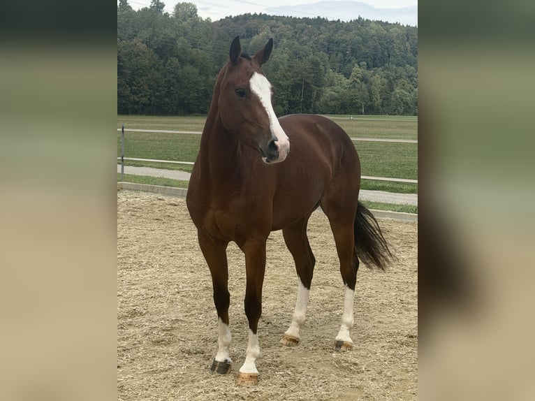 Freiberger Yegua 3 años 153 cm Castaño in Niederbüren