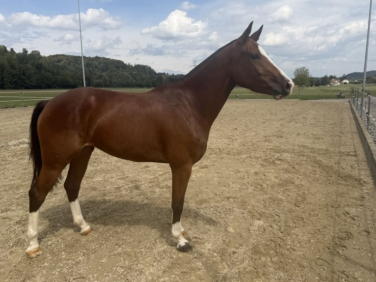 Freiberger Yegua 3 años 153 cm Castaño in Niederbüren