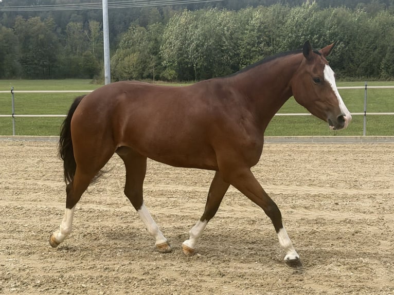 Freiberger Yegua 3 años 153 cm Castaño in Niederbüren