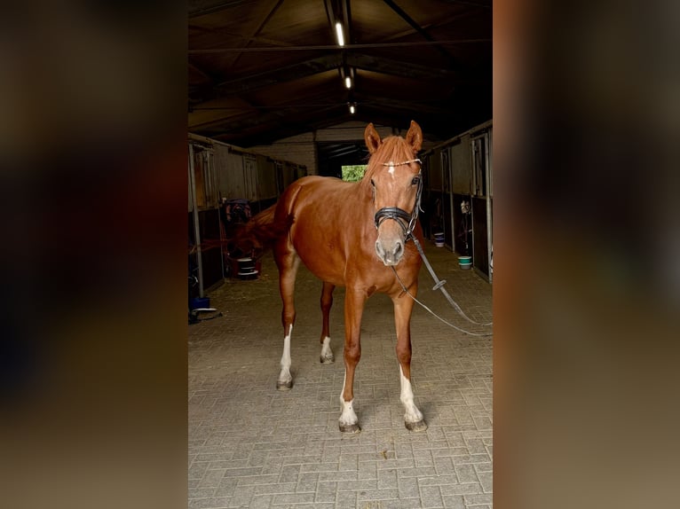 Freiberger Yegua 3 años 154 cm Alazán in Holzwickede