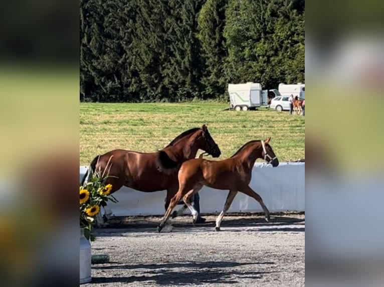 Freiberger Yegua 3 años 154 cm Castaño in Paderborn