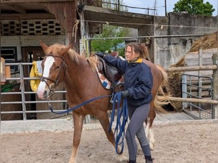 Freiberger Yegua 3 años 155 cm Alazán in Kottwil