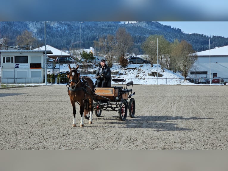 Freiberger Yegua 3 años 155 cm Castaño oscuro in St. Silvester