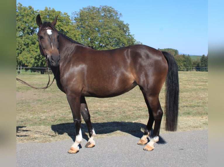 Freiberger Yegua 3 años 156 cm  in Schönholzerswilen
