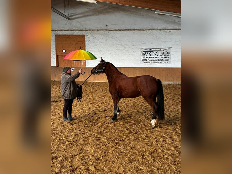 Freiberger Yegua 3 años 158 cm Castaño in Niederneisen