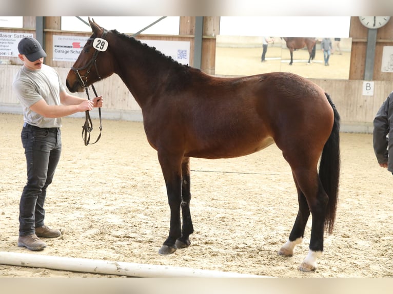 Freiberger Yegua 3 años 158 cm Castaño in Oschwand