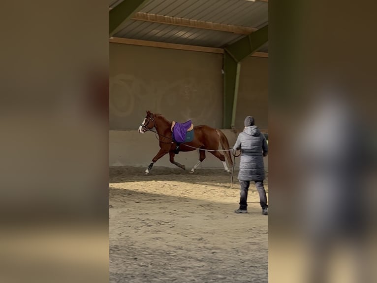 Freiberger Yegua 3 años 160 cm Alazán in Paderborn