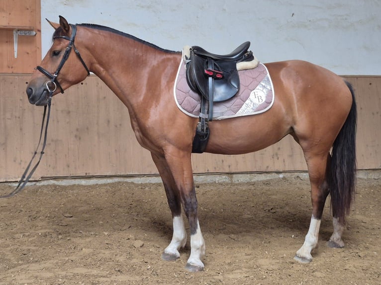 Freiberger Yegua 3 años 160 cm Castaño in Niederneisen