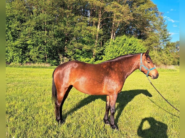 Freiberger Yegua 4 años 152 cm Castaño in Kasendorf