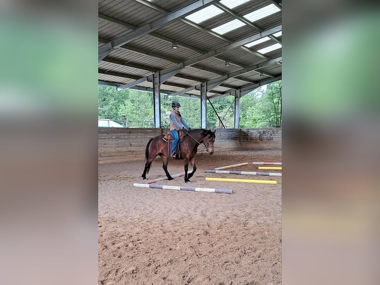 Freiberger Yegua 4 años 152 cm Castaño in Kasendorf