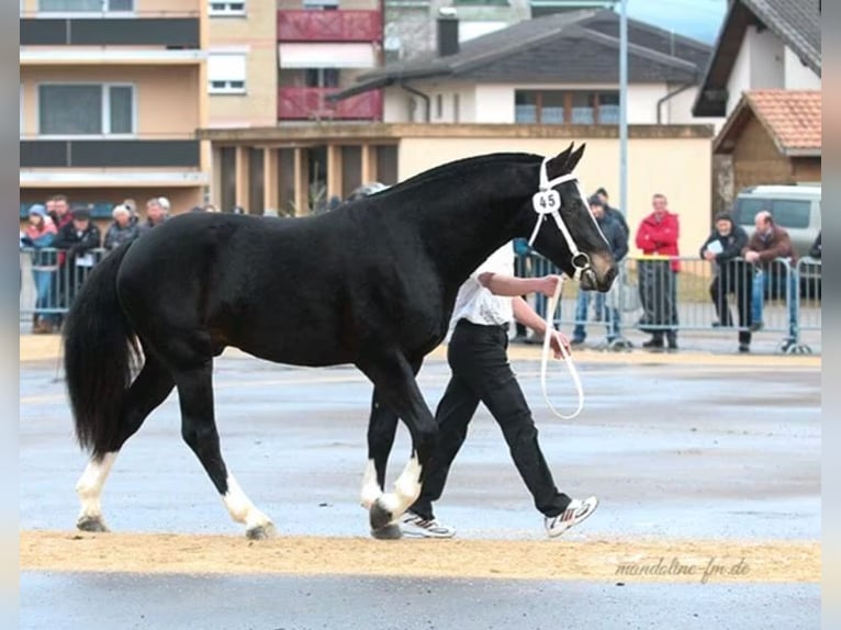 Freiberger Yegua 4 años 152 cm Castaño in Kasendorf