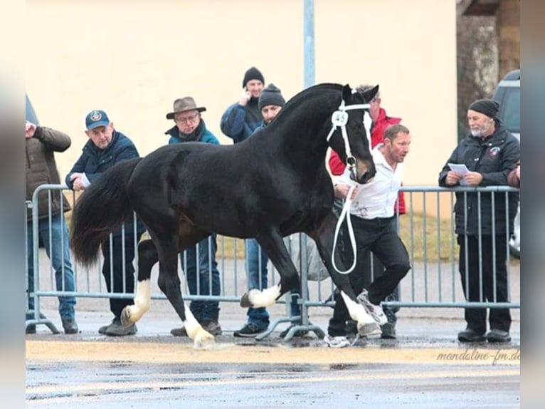 Freiberger Yegua 4 años 152 cm Castaño in Kasendorf