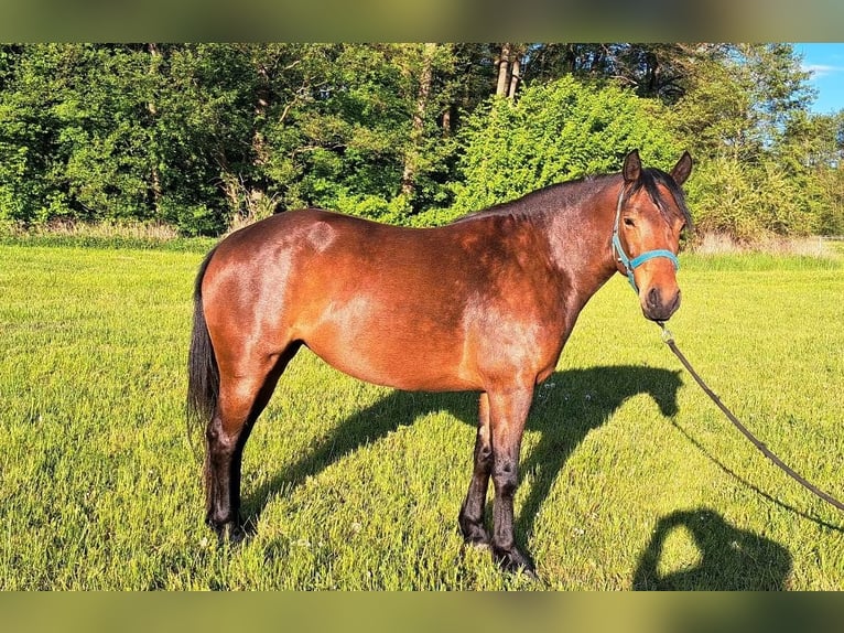 Freiberger Yegua 4 años 152 cm Castaño in Kasendorf